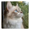 Kitty Magnet4 Kitty Magnet4
